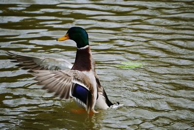 Close-up of duck swimming in lake