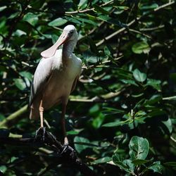 Bird perching on a branch