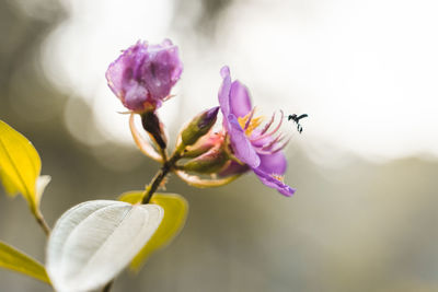 Close-up of pink flowering plant