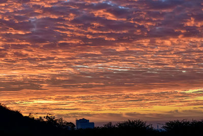 Silhouette trees against dramatic sky during sunset