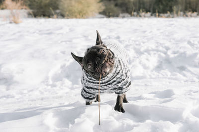 View of french bulldog dog on snow covered land