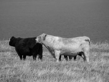 Helgoland island