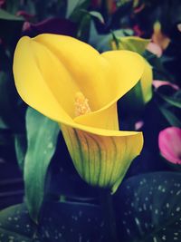 Close-up of yellow flower