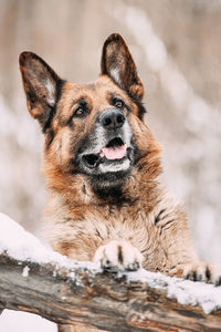 Close-up of dog