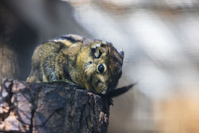 Close-up of squirrel on tree