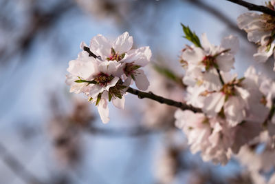 Close-up of apple blossoms in spring