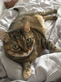 High angle view of cat resting on bed