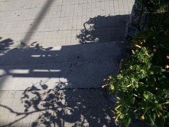 Shadow of tree on sidewalk