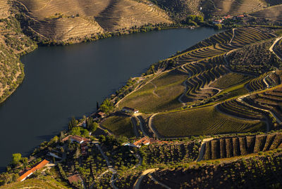 The beautiful endless lines of douro valley vineyards, in sao joao da pesqueira.