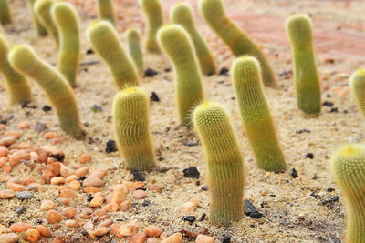 Close-up of succulent plant on field