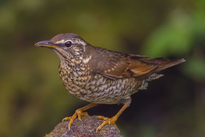 Close-up of a bird