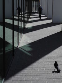Man and crow in corridor on sunny day