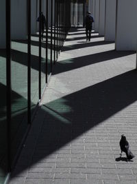 Rear view of bird and man in building corridor