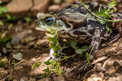 Close-up of frog on field