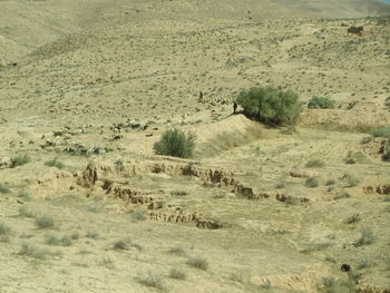 View of sheep on land