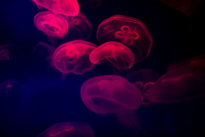 Close-up of jellyfish in sea