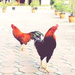 Rooster standing in farm