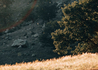 Particles floating in twilight sunlight in the mountains