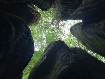 Low angle view of trees against sky