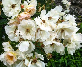 Close-up of white flowers