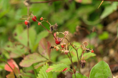 Close-up of red berries on plant