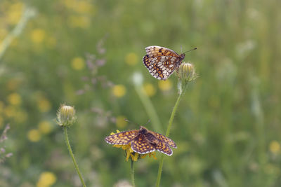 Close-up of butterfly pollinating on flower