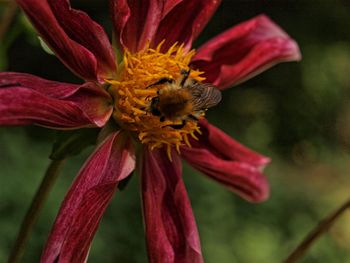 Close-up of insect on flower against blurred background