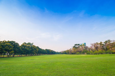 Trees on field against sky