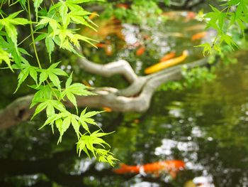 Close-up of leaves in lake