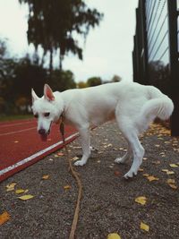 Dog tongue