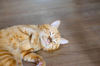 High angle view of cat resting on floor