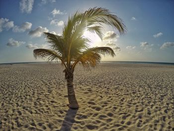 Palm tree on the beach