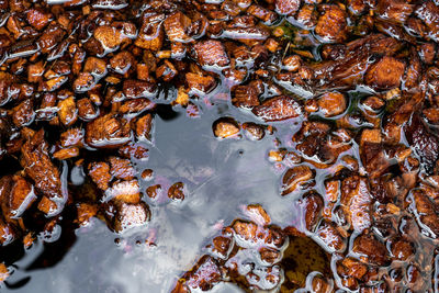 Chopped coconut husks soaked in water to prepare for use as planting material