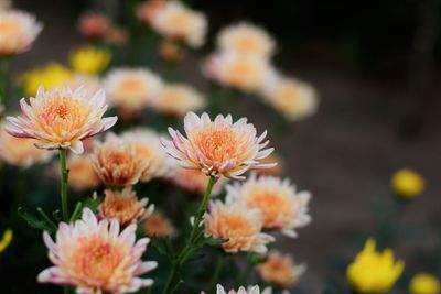 Close-up of orange flowering plants