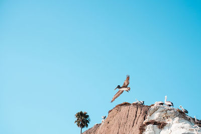 Low angle view of man jumping against clear blue sky