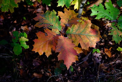 Close-up of maple leaves on tree