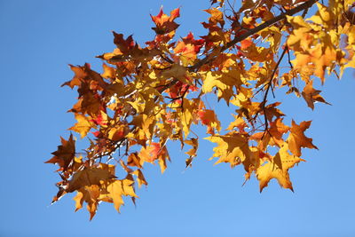 Low angle view of maple tree against sky