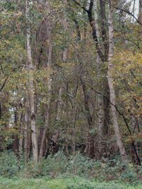 Trees in forest