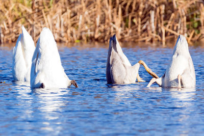 Swans swimming in lake