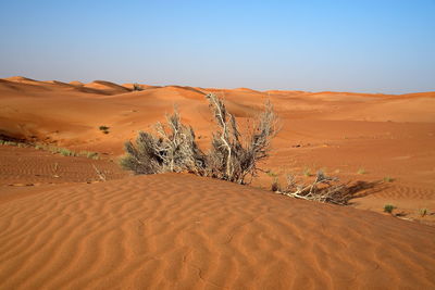 Around nazwa and pink rock desert, viewing of the sand and plant in the desert, sharjah, uae