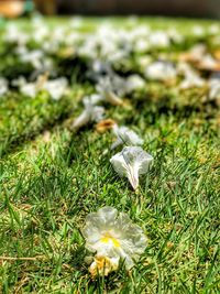 Close-up of flowers growing in field