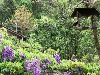 Purple flowering plants in garden