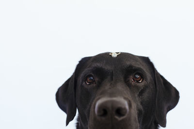 Close-up portrait of black dog against white background