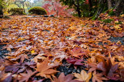 Close-up of fallen maple leaves