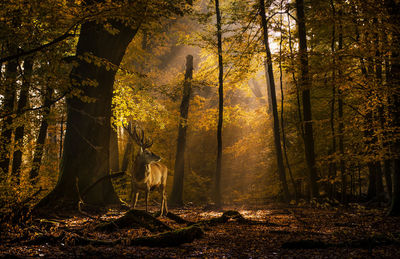 Trees in forest during autumn