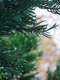 Close-up of raindrops on pine tree