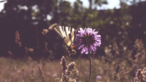 Close-up of butterfly pollinating on purple flower