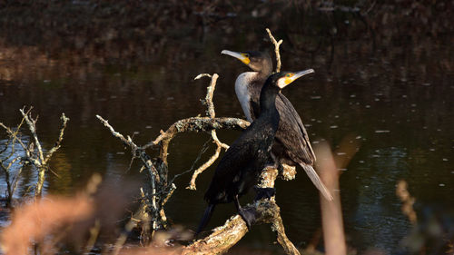 High angle view of gray heron perching on lake