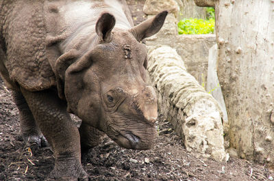 Close-up of rhinoceros 