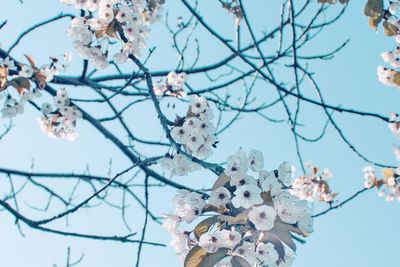 Low angle view of apple blossoms in spring against sky